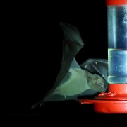 6S3A0271Lesser-Long-Nosed_Bat