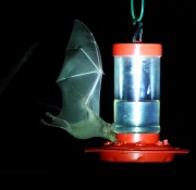 6S3A0291Lesser-Long-Nosed_Bat