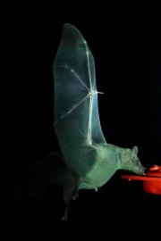 6S3A0295Lesser-Long-Nosed_Bat