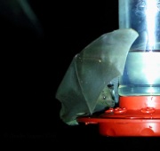 6S3A0299Lesser-Long-Nosed_Bat
