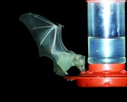 6S3A0300Lesser-Long-Nosed_Bat
