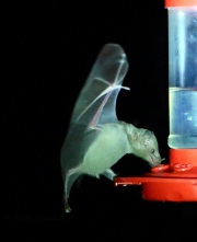6S3A0301Lesser-Long-Nosed_Bat