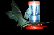 6S3A0318Lesser-Long-Nosed_Bat