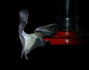 6S3A0336Lesser-Long-Nosed_Bat