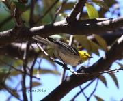 0J6A0055Hermit_Warbler