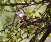 0J6A0089Dusky-Capped_Flycatcher