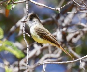 0J6A0095Dusky-Capped_Flycatcher