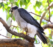 0J6A0112Northern_Goshawk_Male