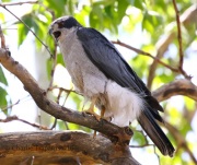 0J6A0125Northern_Goshawk_Male