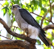0J6A0144Northern_Goshawk_Male