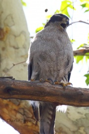 0J6A0175Northern_Goshawk_Female