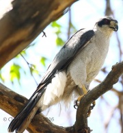 0J6A0188Northern_Goshawk_Male