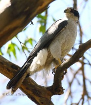 0J6A0192Northern_Goshawk_Male