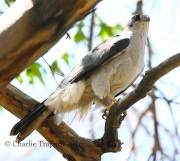 0J6A0193Northern_Goshawk_Male