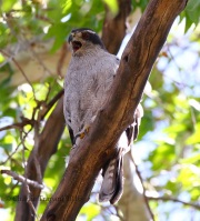 0J6A0220Northern_Goshawk_Female