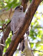 0J6A0223Northern_Goshawk_Female