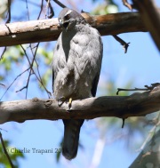 0J6A0255Northern_Goshawk_Female
