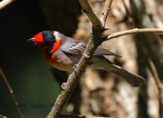 0J6A0313Red-Faced_Warbler