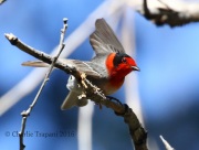 0J6A0328Red-Faced_Warbler