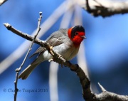 0J6A0340Red-Faced_Warbler