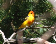 0J6A0412Western_Tanager