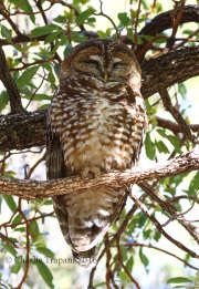0J6A0424Spotted_Owl