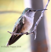 0J6A0480Broad-tailed_Hummingbird