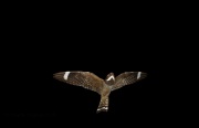 0J6A0507Lesser_Nighthawk