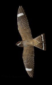 0J6A0520Lesser_Nighthawk