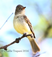 0J6A0613Northern_Beardless_Tyrannulet