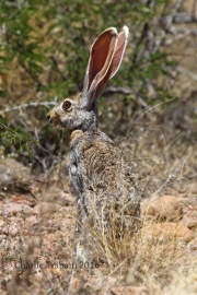 0J6A0657Jack_Rabbit