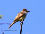 0J6A0785Dusky-capped_Flycatcher
