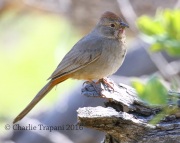 0J6A0879Canyon_Towhee