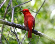 0J6A6881Summer_Tanager