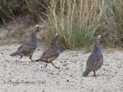 0J6A6892Scaled_Quails