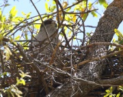 0J6A7015Northern_Goshawk_Female_On_Nest
