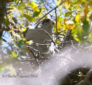 0J6A7045Northern_Goshawk_Female_on_Nest