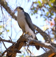 0J6A7066Northern_Goshawk_Male
