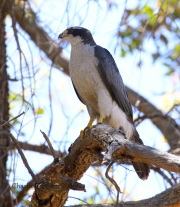 0J6A7070Northern_Goshawk_Male