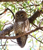 0J6A7138Spotted_Owl