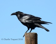 0J6A7147Common_Raven