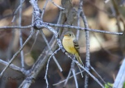 0J6A7175Buff-breasted_Flycatcher