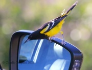 0J6A7184Scott's_Oriole
