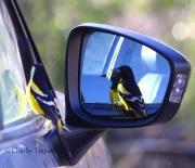 0J6A7186Scott's_Oriole_Vs_My_Car