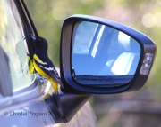 0J6A7188Scott's_Oriole_Fighting_My_Car