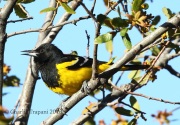 0J6A7212Scott's_Oriole