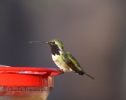 0J6A7230Lucifer's_Hummingbird