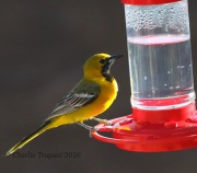 0J6A7236Hooded_Oriole