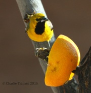 0J6A7247Hooded_Oriole