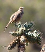 0J6A7254Curved-billed_Thrasher